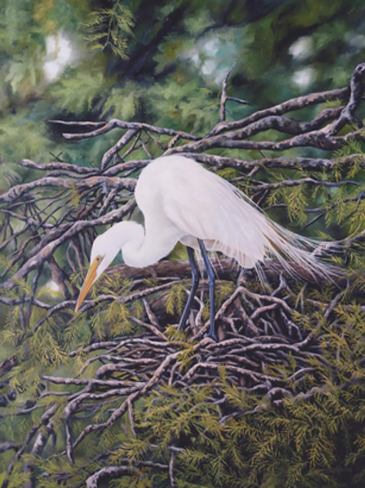 Egret Nest