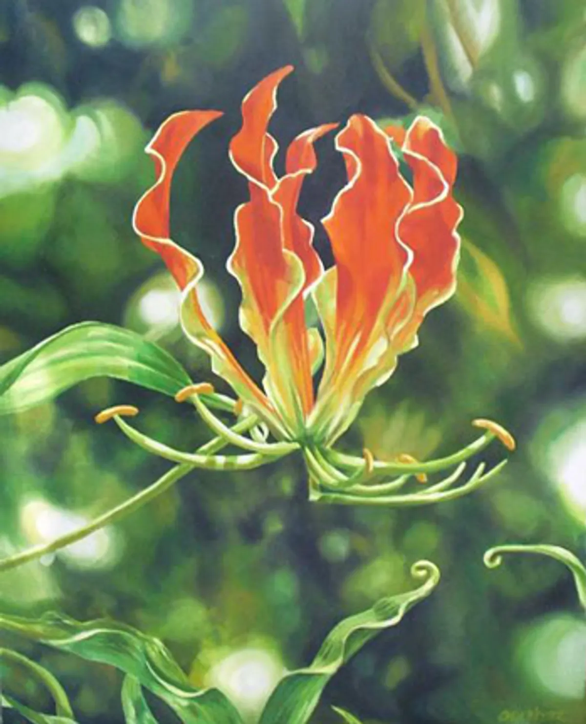 Gloriosa Superba